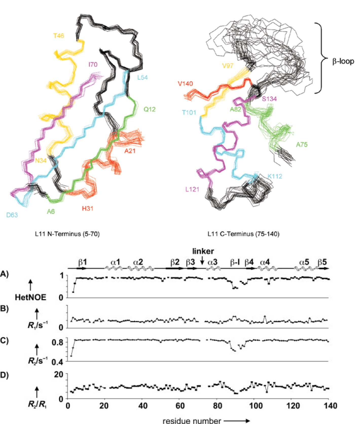 Above, NMR ensembles of L11 ribosomal protein N and C terminal domains, showing flexibility of some loops. Below, 15N relaxation measurements which confirm the beta loop in the C domain is flexible.